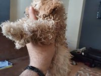 Harika Toy poodle iki aylık