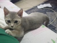 Çok tatlı safkan özel renkli british shorthair