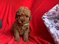 Safkan Toy Poodle Bebekler