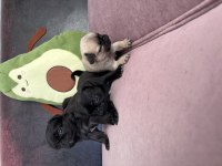 Anne altından safkan pug erkek yavrular