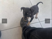 2 aylık yavru 0 numara minyatür pinscher