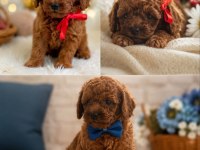 Orjinal 0 Numara Red Toy Poodle