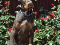 Kızıl doberman sevenlere