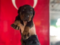 FCI A ŞECERELİ King Doberman Yavruları