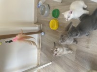 16 Günlük Pamuk Gibi Kediler Sahiplenmeyi Bekliyor