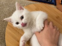 2 aylık british shorthair erkek