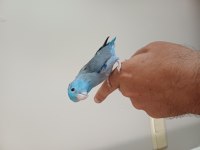 Erkek Forpus Papağanı 8 Aylık