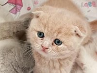 Scottish fold karamel prensimiz