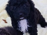 Ev içi bakılabilecek tek ırk poodle cinsidir
