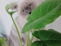 Scottish fold erkek