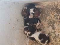 Beagle Yavrularımız