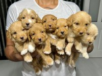 MALTİPOO YAVRULAR 4 DİŞİ 3 ERKEK