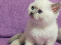 Scottish fold ve British Yavruları