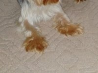 Çok sevecen orijinal terrier yorkshire esenler