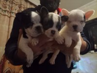 1,5 Aylık dişi french bulldog yavrularımız