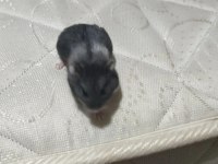 Alanya son hamster