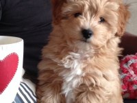 Poodle Gibi Maltipoo Bebekler