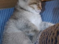 Uyguna british shorthair sahiplendirme