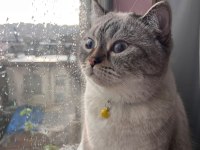 Bir Ömürlük Yuva Arıyor 1 Yaşında British Shorthair