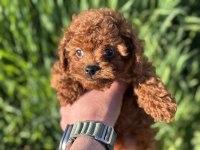 Petmode köpek çiftliğinde ziyarete açık toy poodle