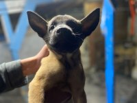 Safkan Belçika malinoisler
