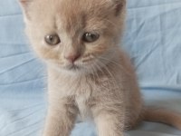 British creamy lilac ve silver british shorthair yavrular