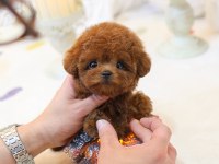 OZELMI OZEL TOY POODLE BEBEKLERIMIZ