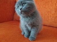 Birinci sınıf scottish fold yavrular