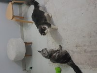 Şecereli main coon çifti