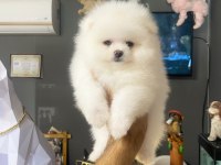 Kartopu Pomeranian Dişi Yavrumuz
