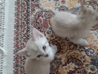 Dünyalar tatlısı kedilerimi sahiplendiriyorum
