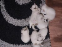 10 Mayıs doğumlu scottish fold bebekler ailelerini arıyor