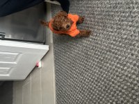 Orijinal kore toy poodle babaya sahip erkek toy poodle bebek