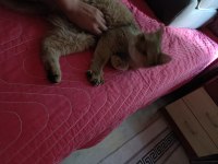 British shorthair kedisi