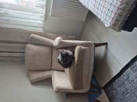 British shorthair 2 yaşında