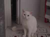 BRİTİSH LATTEMİZE KALICI YUVA ARIYORUZ