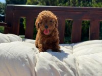 Kore teacup babadan teacup poodle bebekler