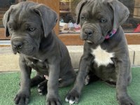 Safkan Dişi ve Erkek Blue Cane Corso yavrularımız