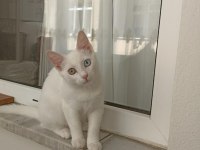 Van kedisi acil sahiplendirme