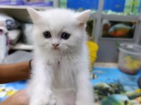 50 6 adet yavru scottish fold