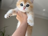 En güzel golden british shorthair yavrular