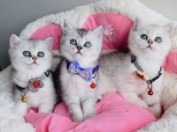Show kalite silver british shorthair bebekleirm 