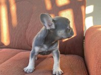 BLUE-TAN FRENCH BULLDOG PUPPY