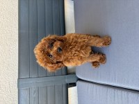 2,5 Aylık Erkek Toy Poodle