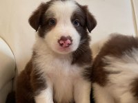 Evinizin neşesi border collie yavrular kapıda ödeme
