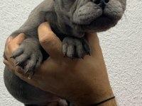 Güzeller güzeli french bulldog bebeklerimiz