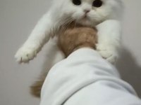 Show kalite WC eğitimli her renk scottish fold yavrularımız
