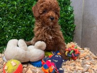 Ruhsatlı çiftliğimiz burkemden yılbaşı şekeri poodle