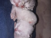 British Shorthair Blue Point Bebeklerim