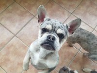 Ücretsiz sahiplendirme french bulldog